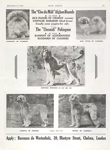 "AFGHANISCHER HOUND UNSERE DUNDE 1943 HUNDESRASSE ZWINGER WERBE DRUCKSEITE ""CLOS DU MIDI" - Bild 1 von 1