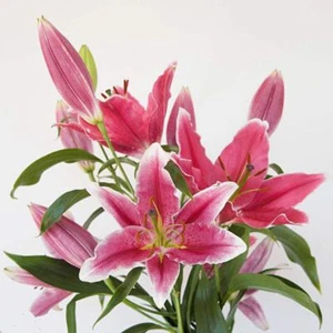 100 Colorful Lily Flower Seeds Lilium Garden Flower - Picture 1 of 6