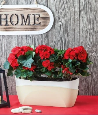 Blumenkasten Kräutertopf Kräuterkasten Küche Fensterbank Balkon mit Bewässerung - Bild 1 von 4