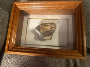 Edmontosaurus DINOSAUR BONE Fossil Judith River Formation Area ALBERTA CANADA - Picture 1 of 10