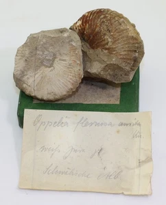 Ammonit, Oppelia flexuosa aurita, Jura, Kimmeridge, Schwäbische Alb, BRD-m102 - Picture 1 of 6