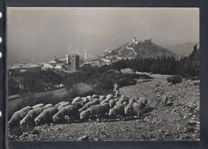 Cartolina Assisi Veduta Panoramica dal Monte Subasio PECORE L465 - Picture 1 of 1