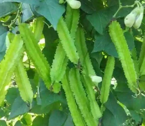 BEAN Winged Seeds HEIRLOOM summer vegetable garden TROPICAL CLIMBING PLANT - Image 1 of 1