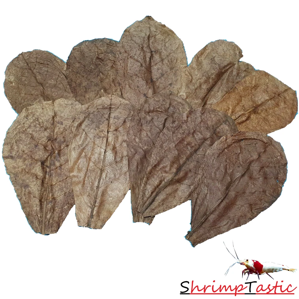 ShrimpTastic Catappa Leaves / 10 Stück / 10-15cm / Seemandelbaumblätter Garnelen - Bild 1 von 1