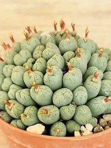 Conophytum hybrid , pot 10.5 cm (Cod.C29) - Imagen 1 de 3