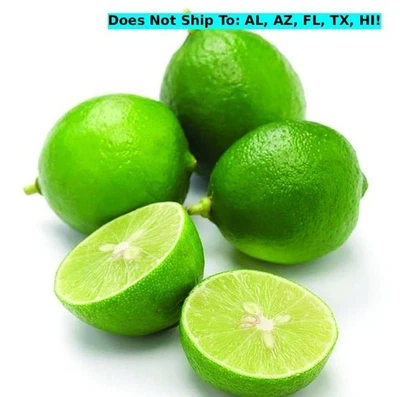 Tilo semienano mexicano sin espinas 24" H planta iniciadora viva - ¡Cultivador rápido! Foto 1 de 3