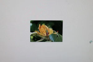 10 Samen Magnolia champaca,Joy Parfümbaum,super Blüten #353 - Bild 1 von 1