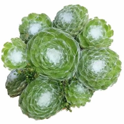 Sempervivum Cobweb Houseleek Spider Web Hen and Chick Succulents (2'' or 4'') - Image 1 of 4