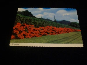 Vintage Postcard- Poinsettias on Pali Road, Hawaii- 4x6 inch. card - Picture 1 of 2
