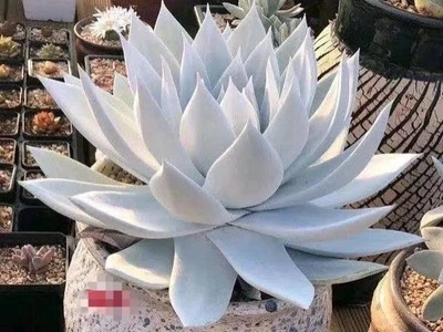 #sold out # Pre order available Echeveria 'Snow Mountain about  4cm  succulent - Image 1 of 3