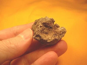 PP500-4) 1 oz Real Fossil Crocodile croc POOP doo doo Triassic era specimen AZ - Picture 1 of 1
