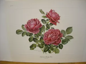 Anne Dowden American Beauty Rose Signed 1970's Botanical Art Print Garden - Picture 1 of 1