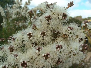 TICK BUSH 1500 SEEDS KUNZEA AMBIGUA NATIVE FLOWERING SHRUB - Picture 1 of 5