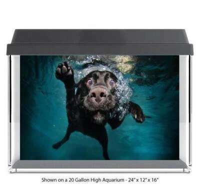 Fondo trasero de vidrio para pecera de poliéster para perro bajo el agua nuevo Foto 1 de 4