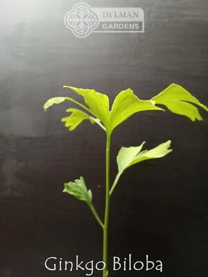 Árbol de ginkgo biloba - 6 a 8 pulgadas - árbol de pelo de doncella - fósil vivo Foto 1 de 4