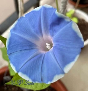 Dusty Blue Collection - Japanese Morning Glory - ipomoea NIL - 6 seeds - Amazing - Picture 1 of 4