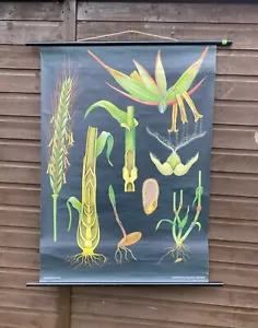 VINTAGE BOTANICAL SCHOOL PULL DOWN CHART OF A RYE PLANT - Foto 1 di 14