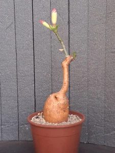 Adenium obesum (S/E Africa) caudex caudiciform PLANT ebay-H039 - Foto 1 di 14