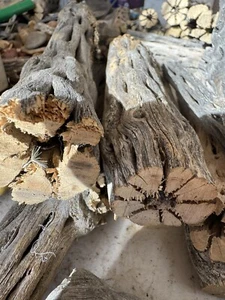 50 Piezas de MADERA CHOLLA NATURAL 12" Largo Cactus GROSOR 1.5-2" - Imagen 1 de 1