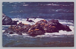 Seal Rocks San Francisco, California Sea Lions Vintage Postcard  P22 - Picture 1 of 2