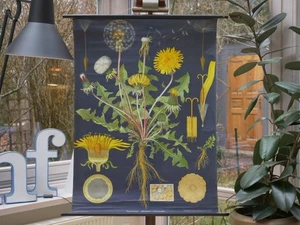 VINTAGE | SCHULWANDKARTE LÖWENZAHN DANDELION JUNG QUENTELL | SCHOOL WALL CHART - Bild 1 von 13