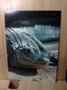 San Diego Zoo🏆AMERICAN ALLIGATOR 1993 Cardz #54 Trading Card🏆FREE POST - Picture 1 of 2
