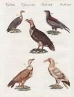 Geier vulture vultures Vögel Vogel birds Asia Africa Bertuch engraving 1805