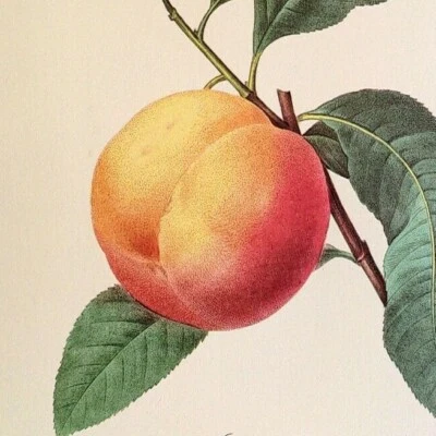 P. J. Redoute Fruits LA PECHE Arte Botánico Impresión Libro Plato 94 Foto 1 de 2