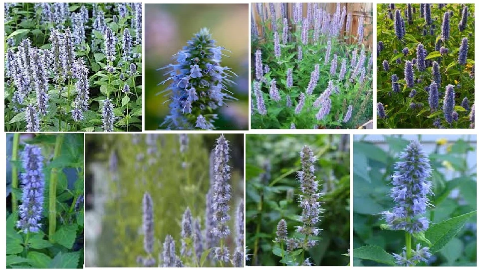 Hierba perenne de hisopo agastache azul como nueva 25 semillas vendedor de EE. UU. Foto 1 de 1