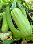 Zucchini Sorte: Sakiz 10+ Samen, Saatgut, Samenfest,Cucurbita