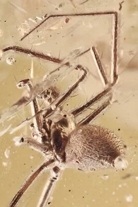 Great SPIDER Araneae & ANT Fossil Inclusion Genuine BALTIC AMBER + HQ Pic 241017 - Picture 1 of 8
