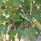 4 Chicago Hardy Fruit Fig Trees Live Plants Includes Four Plant Outdoor Garden