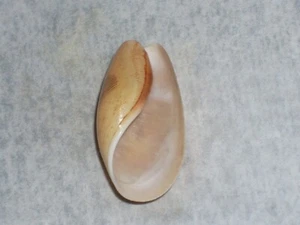 SCAPHANDER LIGNARIUS EXTRA DWARF - Picture 1 of 2