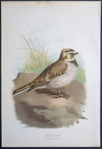 Chromolithographie Exlibris 19. Jahrhundert - Archibald Thorburn Shore Lark - Bild 1 von 1
