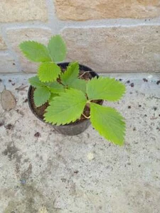 PIANTE FRAGOLA FRAGOLINA DI BOSCO IN VASO FRAGOLINE RIFIORENTI Fragaria vesca - Foto 1 di 4