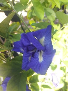 Blue Butterfly Pea Ternatea Clitoria Flower Seeds x 25 by Edie's Eden - Picture 1 of 2