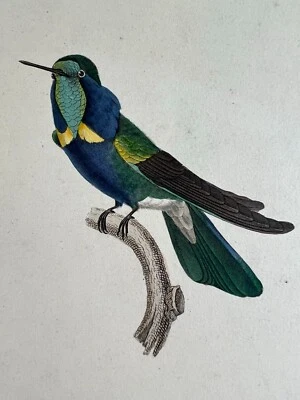 Handkolorierte Radierung auf Papier VOGEL Jean-Louis-Denis COUTANT - Bild 1 von 4