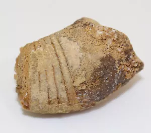 Nautiloid, Beloitoceras pandion, Ordovizium, Avon, Wisconsin, USA -eb9952 - Bild 1 von 6
