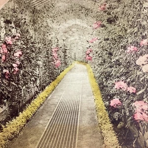 Belgium Flowers Stereoview Card 1903 VHTF James Davis Brussels Geraniums Royal C - Picture 1 of 17