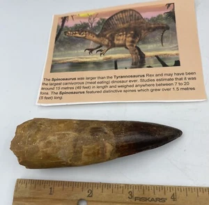 Spinosaurus 4.25” T00TH  Dinosaur F0SSIL before T Rex Cretaceous A405 - Picture 1 of 6