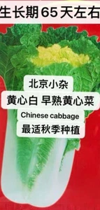 400+ Peking Napa Cabbage seeds harvested in 2025. 400多粒2025年产早熟黄心菜、北京小杂、黃心白种子 - Picture 1 of 6