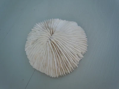 Mushroom Skeleton Coral 10cm across Natural White Old - Image 1 of 4