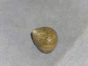 STEROMPHALA ADRIATICA SPECIAL COLOUR - Imagen 1 de 2