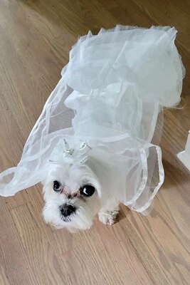 Spring Formal Satin Dog Dress Gown w Bow Wedding Party Speical Occasions XS-XL - Image 1 of 4