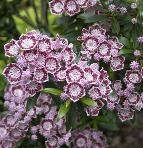 Berglorbeer Minuet 30-40cm - Kalmia latifolia - Bild 1 von 1