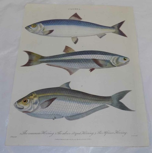 1848 Antique Handpainted FISH Print///THREE COLORFUL TYPES OF FISH | eBay