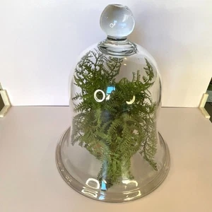Atemberaubend! Antike Glockendose, Cloche, dickes Glas; tolle Spitze unbedingt ansehen - Bild 1 von 4