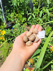 Fresh Shagbark Hickory 4 Tree Seeds Carya ovate Ontario Grown, Native Tree Nuts