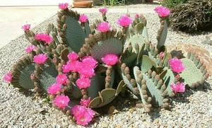 Opuntia basilaris "Beavertail" Cactus Seeds (100 Seeds) - Picture 1 of 1