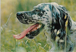 Carte postale CHIEN épagneul français noir et blanc + FOTOCOLOR KODAK EKTACHROME - Picture 1 of 1